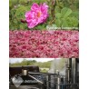 Hydrolat de rose damascena naturelle 200 ml